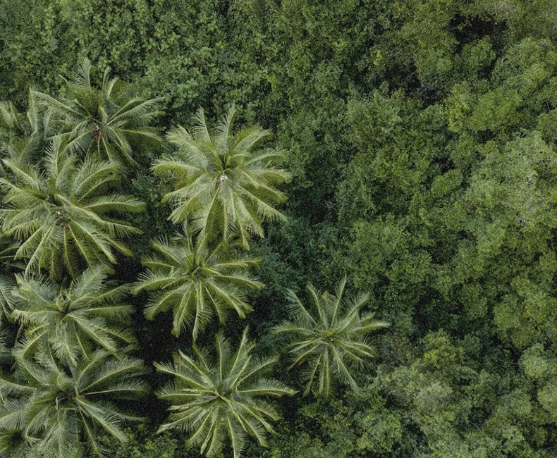 Trees and Leaves
